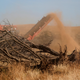 Almond trees sit on the ground before being shredded.